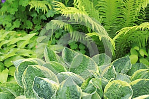 Hosta with green leaves variety in the garden in summer closeup