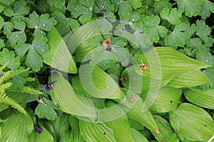 Hosta with green leaves variety in the garden in summer closeup