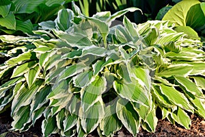 Hosta with green and white leaves in the garden design close up