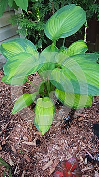 Hosta guacamole photo