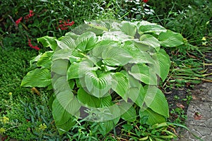 Hosta Guacomole