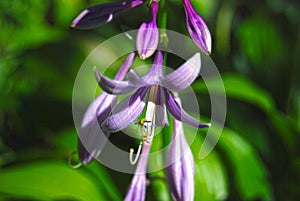 Hosta Guacomole blossom