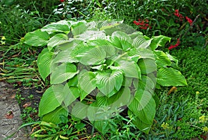 Hosta Guacomole in garden