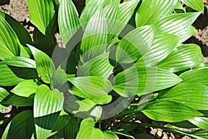Hosta Guacomole