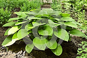 Hosta Guacomole plant