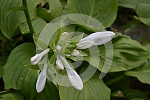 Hosta. Hosta plantaginea. Hemerocallis japonica. White Lily photo