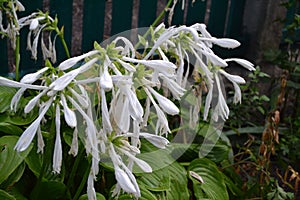 Hosta. Hosta plantaginea. Hemerocallis japonica. White Lily photo