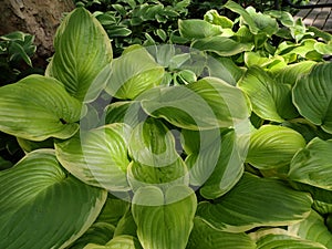 Hosta, Hostas in Abingdon Square, NYC, NY, USA