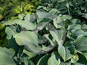 Hosta (hybrid of Hosta nigrescens) \'Krossa Regal\' with smooth, thick, widely-veined, blue to gray leaves