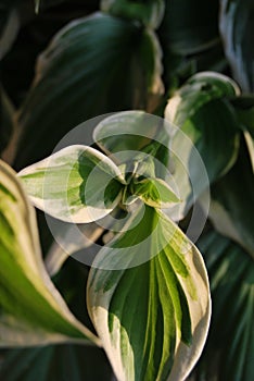 Hosta with inflorescence and flower buds