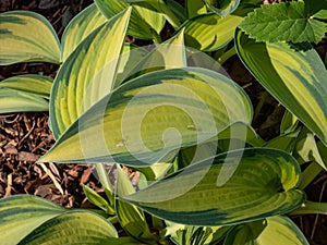 Hosta \'June\' growing in the garden with distinctive gold leaves with blue-green irregular margins