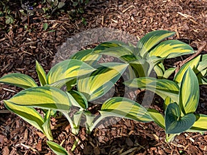 Hosta \'June\' growing in the garden with distinctive gold leaves with blue-green irregular margins