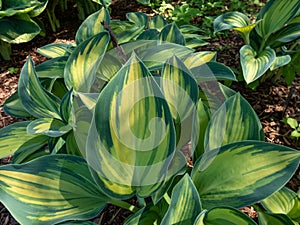 Hosta \'June\' growing in the garden with distinctive gold leaves with striking blue-green irregular margins in spring