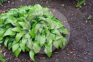 Hosta in landscape design.