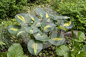 Hosta With Large Leaves In The Garden photo