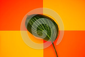 Hosta leaf on colorful background for banners, seasonal cards, web design. Top view. Image is with copy space