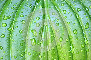 Hosta leaf with drop