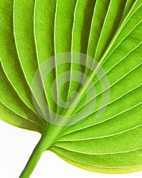 Hosta leaf forms abstract pattern