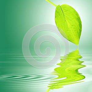 Hosta Leaf Over Water