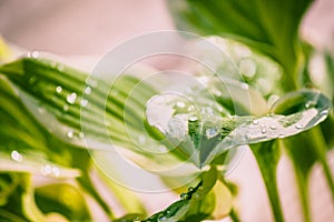 Hosta leaf with a raindrop