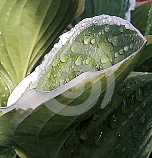 Hosta Leaf with Raindrops in Sunsh