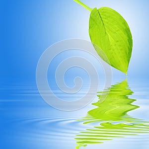 Hosta Leaf Reflection