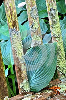 Hosta leaf between wooden bench slats with lichen