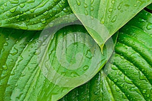 Hosta leaves close up