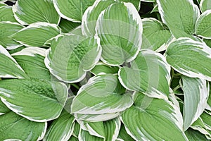 Hosta leaves photo