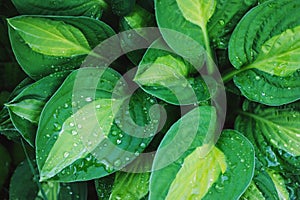 hosta leaves close up in summer garden. Plants for shady places