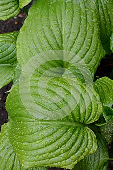 Hosta - leaves with drops of rain