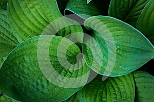 Hosta leaves pattern background. Summer plants wallpaper. Hosta lily leaf photo