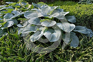 Hosta Leaves Texture Background, Hostas Leaf Nature Pattern, Big Daddy Leaves, Plantain Lilies