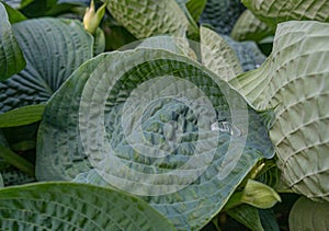 Hosta Leaves Texture Background, Hostas Leaf Nature Pattern, Big Daddy Leaves, Plantain Lilies