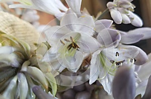 Hosta Lillies