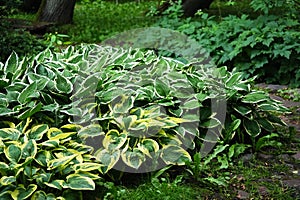 Hosta Minuteman and Wide Brim growing in green garden