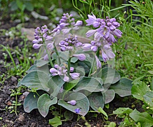 hosta mouse ears  flower  blue  mauve  purple  lilac photo