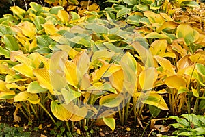 Hosta nigrescens in autumn