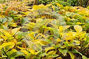 Hosta nigrescens in autumn