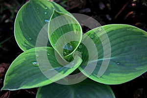 Hosta olive bailey langdon sprouting