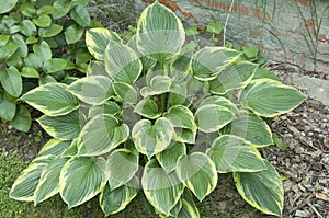 Hosta plant