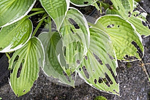 Hosta plant also known as plantain lily with snail and slug damage