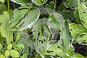 Hosta plant also known as plantain lily with snail and slug damage