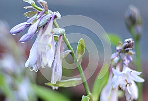Hosta Plant With Droplets