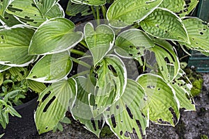 Hosta plant slug and snail damage