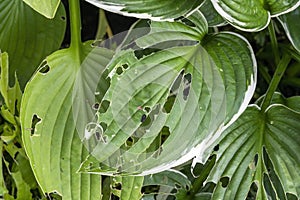 Hosta plant with snail and slug damage