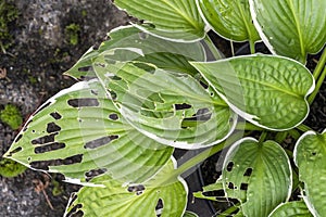 Hosta plant with snail and slug damage