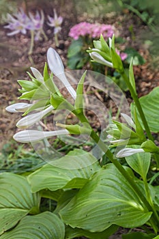 Hosta plantaginea blooming