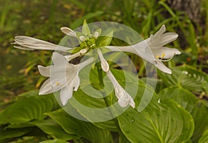 Hosta plantaginea in the garden