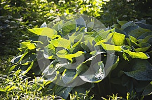 Hosta plantaginea photo